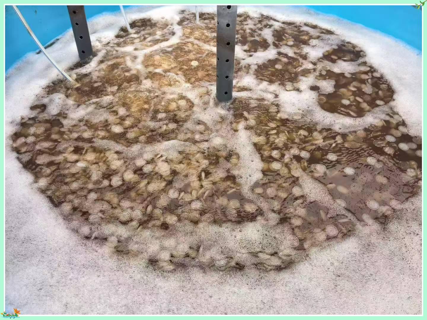 Miten MBBR Bio Media parantaa biologista jäteveden käsittelyä