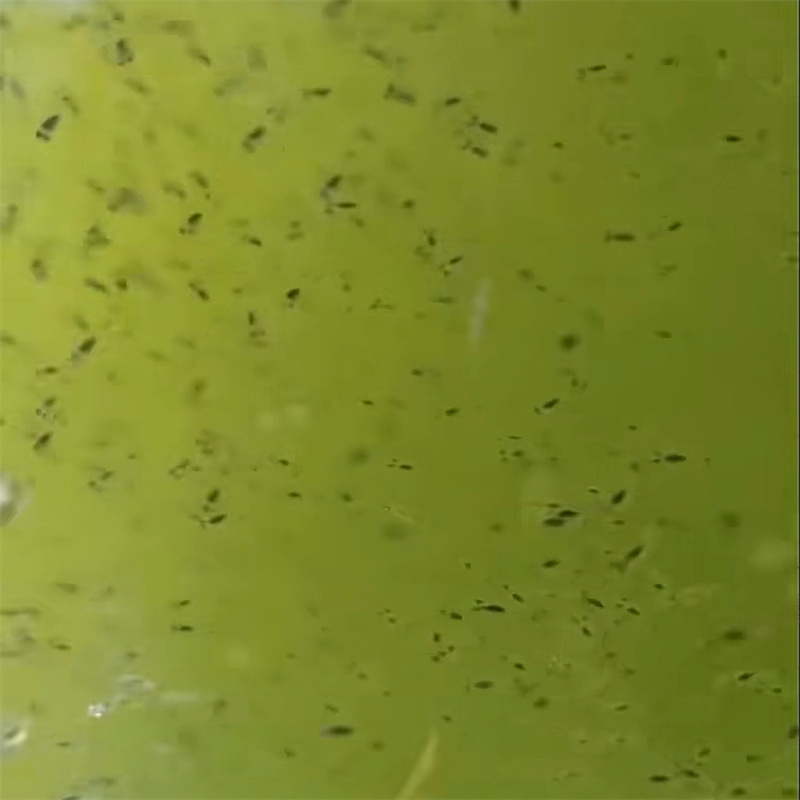 kuinka paljon biomediaa gallonaa kohden